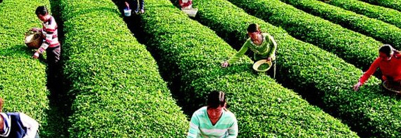 国宝级中国茶，献礼风尚与财富——中国茶受邀成为环球网和《第一财经》......